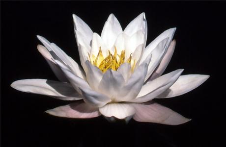 -Seerose-- - Karlheinz Milde - Array auf - Array - -Seerose-- - Karlheinz Milde - Array auf - Array -