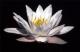 -Seerose-- - Karlheinz Milde - DigitaleKunst auf - Natur - -Seerose-- - Karlheinz Milde - DigitaleKunst auf - Natur -