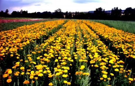 Bördenlandschaft - Karlheinz Milde - Array auf - Array - Bördenlandschaft - Karlheinz Milde - Array auf - Array -