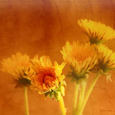 Löwenzahn - Anke Brehm - Array auf - Array - Löwenzahn - Anke Brehm - Array auf - Array -