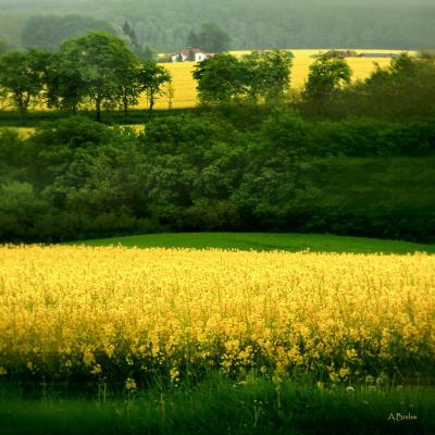Rapsfeld - Anke Brehm - Array auf  - Array - 