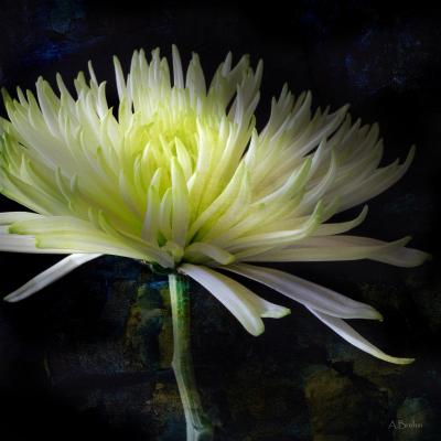 Chrysantheme - Anke Brehm - Array auf - Array - Chrysantheme - Anke Brehm - Array auf - Array -