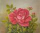 Rose - Andreas Merk - Ãl auf Leinwand - Rosen - Rose - Andreas Merk - Ãl auf Leinwand - Rosen -