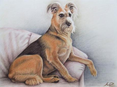 Riesenschnauzer - Nicole Zeug - Array auf - Array - Riesenschnauzer - Nicole Zeug - Array auf - Array -