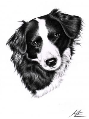 Border Collie 3 - Nicole Zeug - Array auf - Array - Border Collie 3 - Nicole Zeug - Array auf - Array -