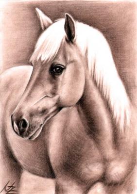 Haflinger Hengst - Nicole Zeug - Array auf - Array - Haflinger Hengst - Nicole Zeug - Array auf - Array -