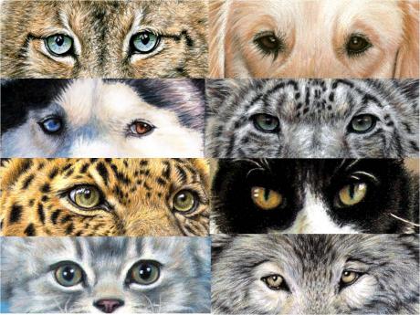 Animal Eyes - Nicole Zeug - Array auf - Array - Animal Eyes - Nicole Zeug - Array auf - Array -