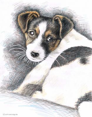 Jack Russell Welpe - Nicole Zeug - Array auf - Array - Jack Russell Welpe - Nicole Zeug - Array auf - Array -