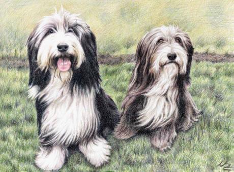 Bearded Collies - Nicole Zeug - Array auf - Array - Bearded Collies - Nicole Zeug - Array auf - Array -