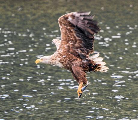 Fischadler - Farbschatten Fotografie - auf - Array - Fischadler - Farbschatten Fotografie - auf - Array -