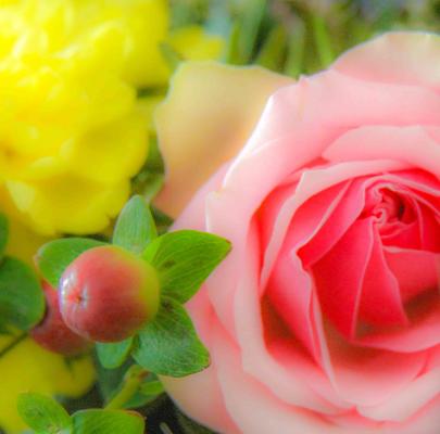 Rose - Farbschatten Fotografie - Array auf - Array - Rose - Farbschatten Fotografie - Array auf - Array -