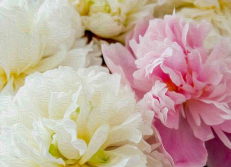 Pfingstrosen - Farbschatten Fotografie - Array auf - Array - Pfingstrosen - Farbschatten Fotografie - Array auf - Array -