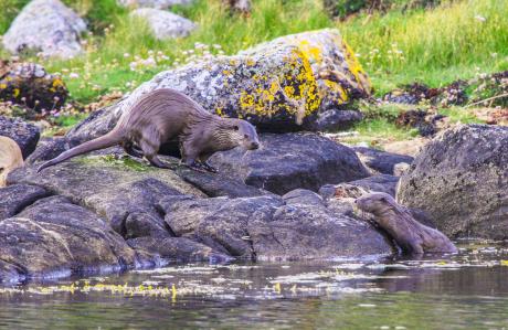 Otter - Farbschatten Fotografie - auf - Array - Otter - Farbschatten Fotografie - auf - Array -