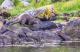 Otter - Farbschatten Fotografie - auf - Wildtiere - Otter - Farbschatten Fotografie - auf - Wildtiere -