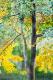 GIMKO - krzis-lorent frederique - Ãl auf Leinwand - Bäume - GIMKO - krzis-lorent frederique - Ãl auf Leinwand - Bäume -