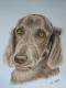 Weimaraner - Kristina Thome - Pastell auf Papier - Tiere - Gegenständlich Weimaraner - Kristina Thome - Pastell auf Papier - Tiere - Gegenständlich