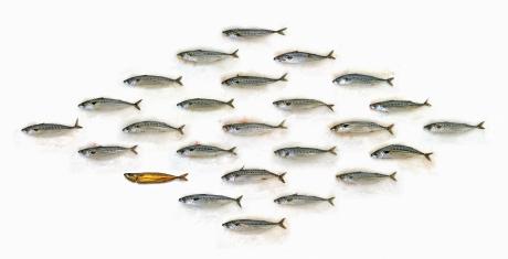 portraits of makrelen 80001 - peter janssen - auf - - portraits of makrelen 80001 - peter janssen - auf - -