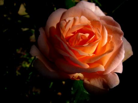 \Rose bei Nacht\--- - Mario Wiltzsch - Array auf - Array - \Rose bei Nacht\--- - Mario Wiltzsch - Array auf - Array -