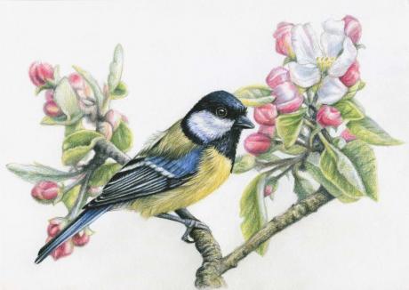 Kohlmeise im Frühling - Nicole Zeug - Array auf - Array - Array Kohlmeise im Frühling - Nicole Zeug - Array auf - Array - Array