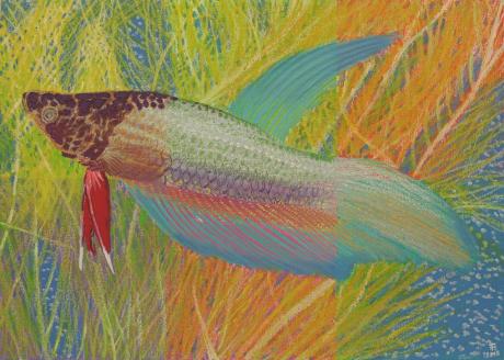 Schleierkampffisch - Fred Hahn - Array auf Array - Array - Array Schleierkampffisch - Fred Hahn - Array auf Array - Array - Array