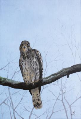 Junger Greif - Ulf-Peter (UP) Schwarz - Array auf Array - Array - Array Junger Greif - Ulf-Peter (UP) Schwarz - Array auf Array - Array - Array