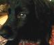 Hund Hund