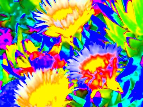 Blütenpracht - Kunstdruck - Kristin Gräfin von Montfort - Array auf - Array - Blütenpracht - Kunstdruck - Kristin Gräfin von Montfort - Array auf - Array -