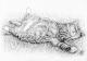 Relaxing Cat - Nicole Zeug - Bleistift auf  - Haustiere - 