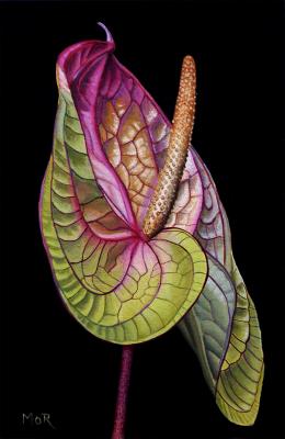 Anthurium - Dietrich Moravec - Array auf Array - Array - Array Anthurium - Dietrich Moravec - Array auf Array - Array - Array