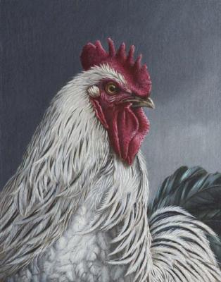 Rufus, der Hahn (1) - Christine Becker - Array auf Array - Array - Array Rufus, der Hahn (1) - Christine Becker - Array auf Array - Array - Array