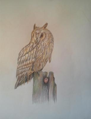 Langohr-Eule - Nagip Naxhije Papazi - Array auf Array - Array - Array Langohr-Eule - Nagip Naxhije Papazi - Array auf Array - Array - Array