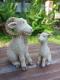 Ziegenbock mit Sohn - Anna Kirsche - Ton auf - Haustiere - Ziegenbock mit Sohn - Anna Kirsche - Ton auf - Haustiere -