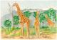 Giraffe-Triologie - Claudia LÃ¼thi - Farbstift auf  - Wildtiere - 